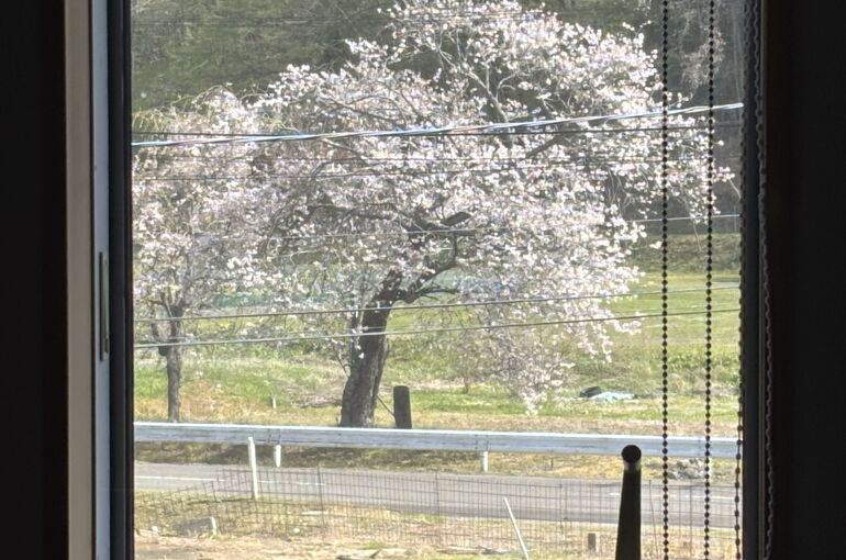 額縁サクラ